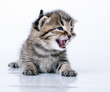 little 2 weeks old kitten