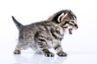 little 2 weeks old kitten