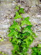 Lierre grimpant sur un mur