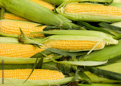 Photo: Fresh organic corn Fresh organic corn