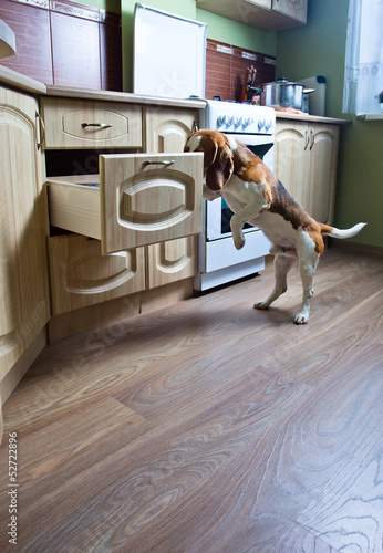Photo: The dog in kitchen searches for something tasty. The dog in kitchen searches for something tasty.
