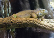 Iguana