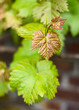 Feuilles de vigne