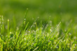 sparkling grass