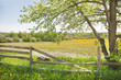 Spring or Summer Landscape. Sunny day. Selective focus