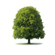 Baum