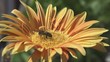 Video: Bees collecting nectar from flower Bees collecting nectar from flower