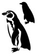 cute penguin vector illustration