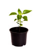 Chilly plant.