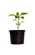 Chilly plant.