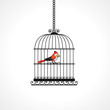 colorful bird