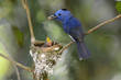 male black-nape monarch