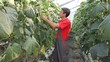 Video: Cucumber Production in Greenhouse Cucumber Production in Greenhouse