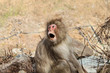 Angry Japanese macaca