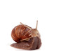 Weinbergschnecke