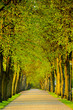 Parklandschaft mit Baumallee