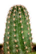 pianta grassa