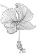 Hibiscus flower