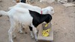 Young Goat Feeding At A Farm