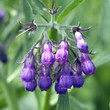 Beinwell, Symphytum officinale,