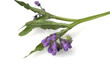 Beinwell, Symphytum officinale,