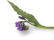 Beinwell, Symphytum officinale,