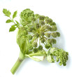 Engelwurz, Angelica Archangelica,