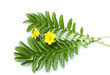 Gaensefingerkraut, Potentilla anserina