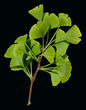 Ginkgo biloba,