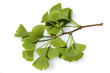 Ginkgo biloba,