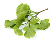 Ginkgo biloba,