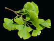 Ginkgo biloba,