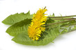 Foto: Loewenzahn; Taraxacum officinale Loewenzahn; Taraxacum officinale