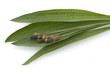 Spitzwegerich, Plantago Lanceolata