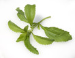 Stevia, Stevia rebaudiana