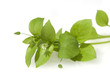 Vogelmiere, Stellaria media