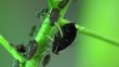 Aphids macro