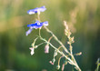Background of blooming blue flax