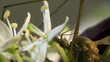 Crane fly macro