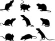 Silhouettes of rats