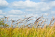 Fresh grass on meadow