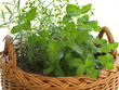 Photo: Herbs in wicker basket Herbs in wicker basket