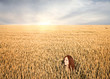 field of wheat
