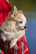 Foto: chihuahua dog inside bright bag for pet carrier chihuahua dog inside bright bag for pet carrier