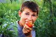 Biss in die frisch gepflückte Tomate