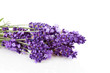 Bunch of picked lavende