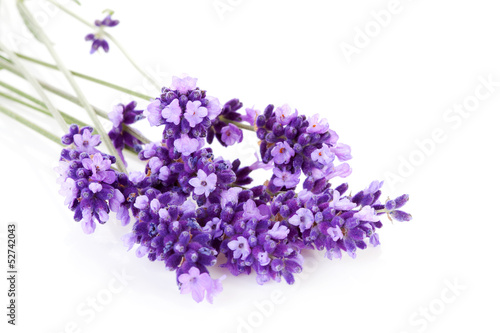Photo: lavender flower in closeup lavender flower in closeup