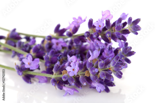 Photo: lavender flower in closeup lavender flower in closeup