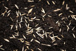Grass seeds in soil