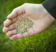 Foto: Hand planting grass seeds Hand planting grass seeds